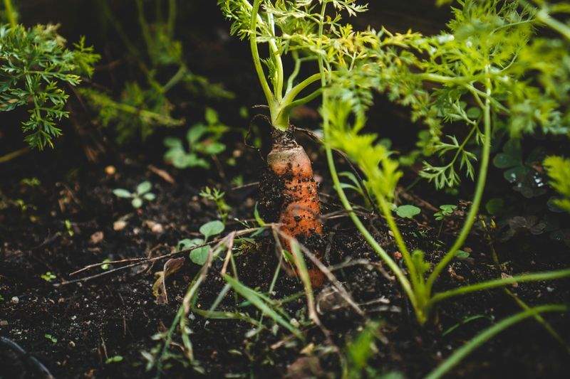 剪定・刈込・整枝管理