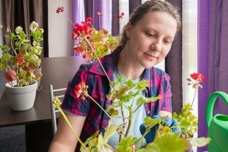観葉植物の設置・メンテナンス